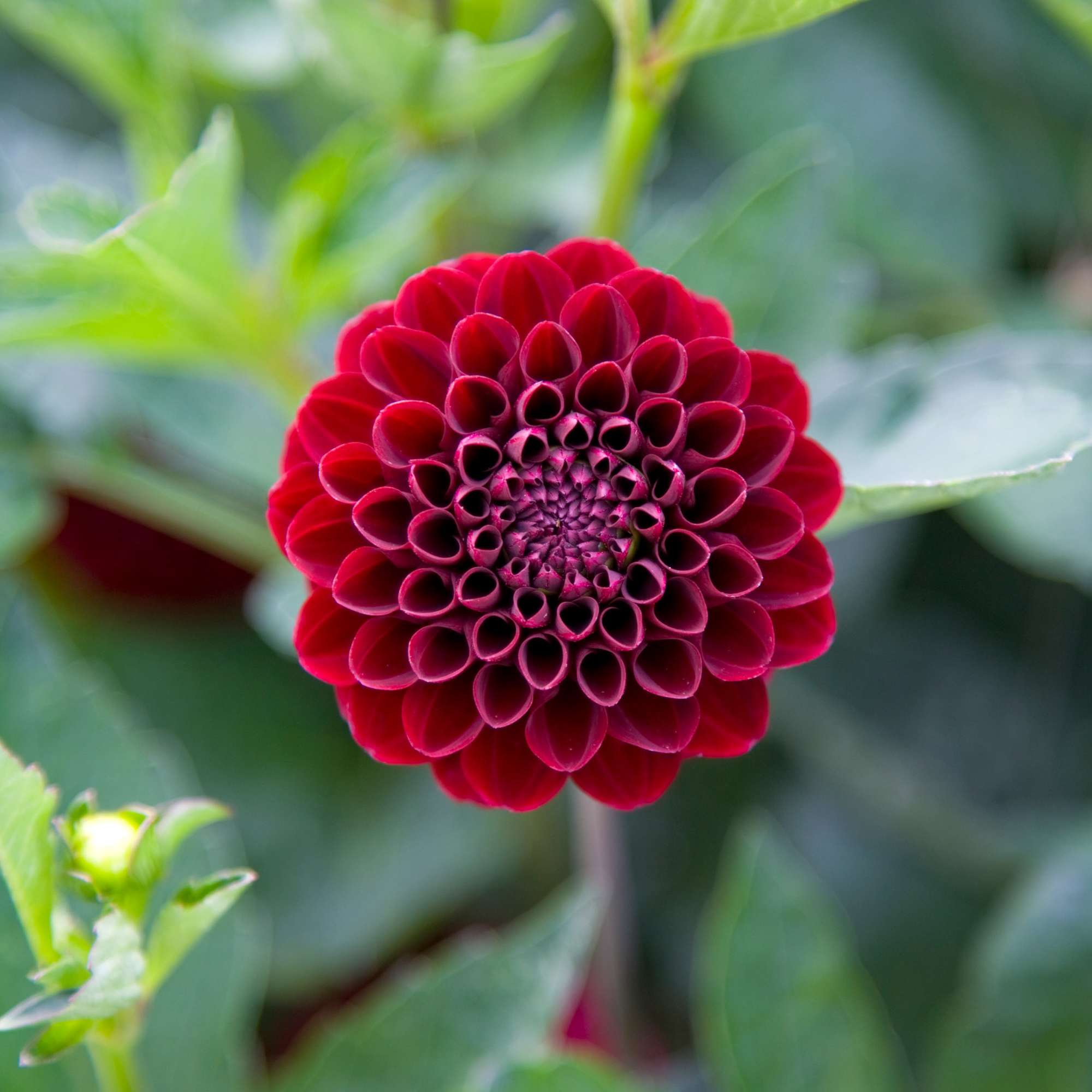 Dahlia 'Radjah'